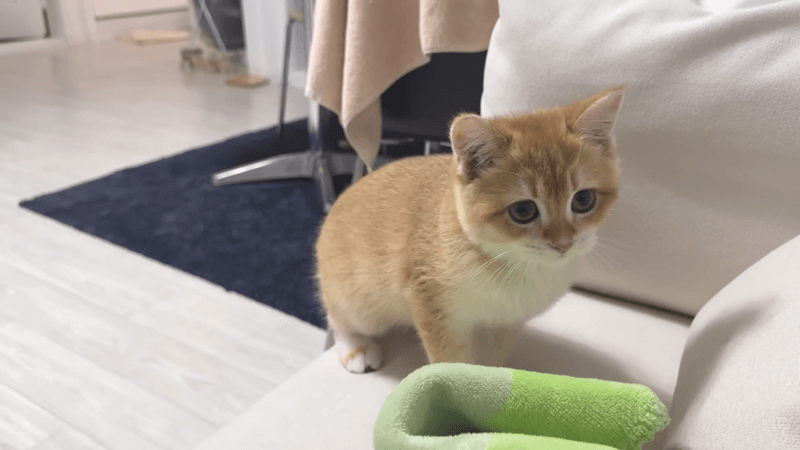 Signs of A Constipated Cat