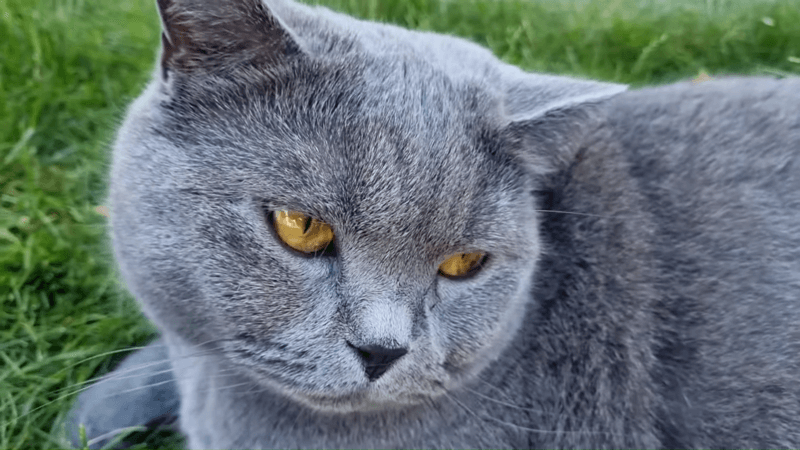 Signs of a Constipated Cat