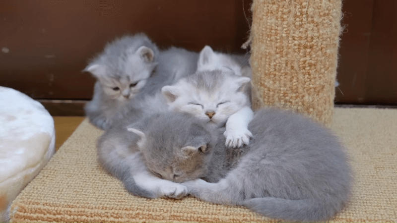 cats and constipation