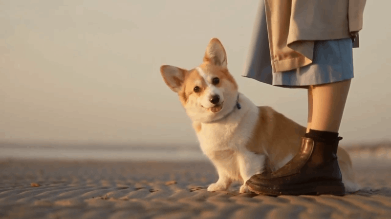 CBD Oil Dog Hot Spots