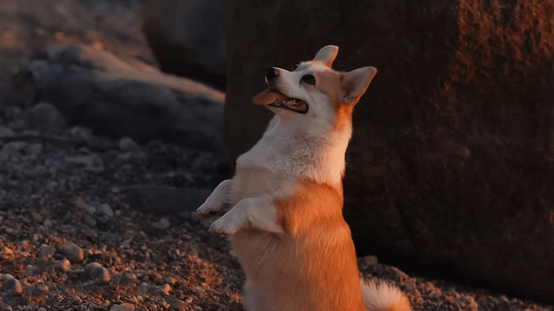 CBD Oil For Glaucoma In Dogs