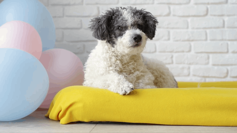 CBD oil for dogs with collapsed trachea