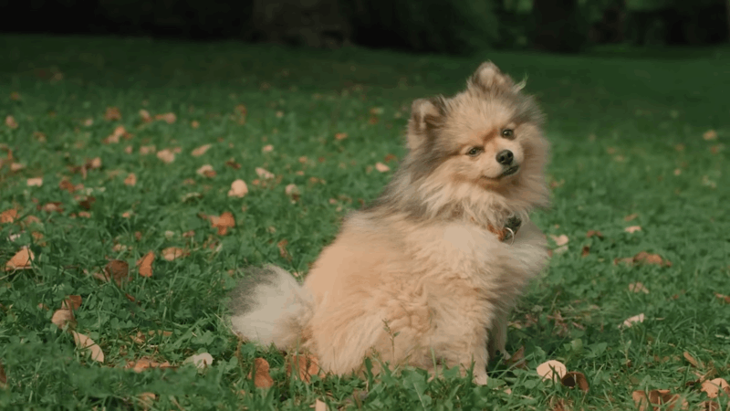 CBD For IVDD In Dogs