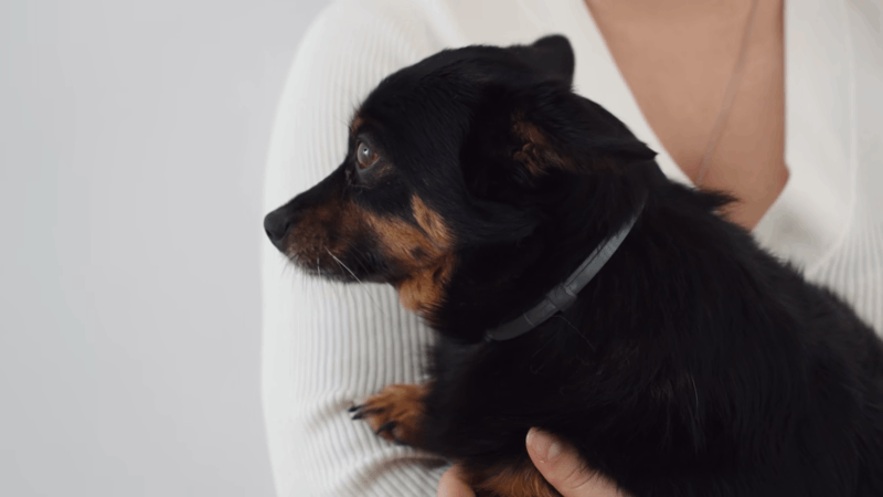 weight-loss-in-dogs-and-the-natural-approach-of-cbd