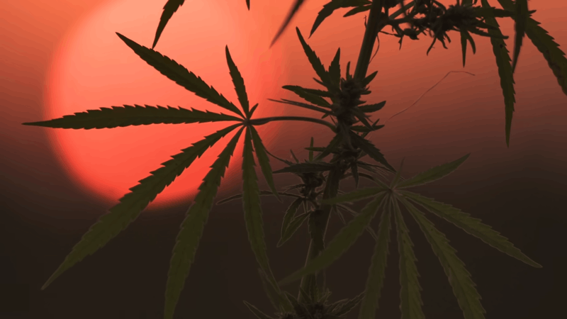 CBD and hemp for dogs