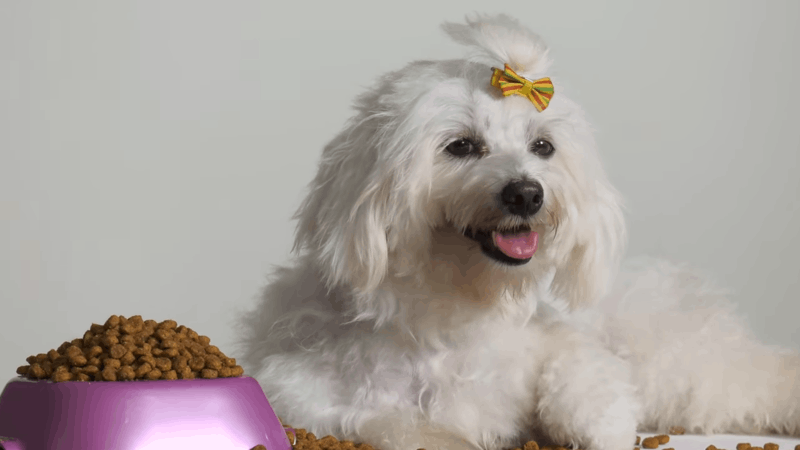 Does CBD Help Dogs With Fireworks