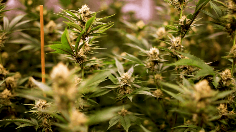 CBD and hemp for dogs