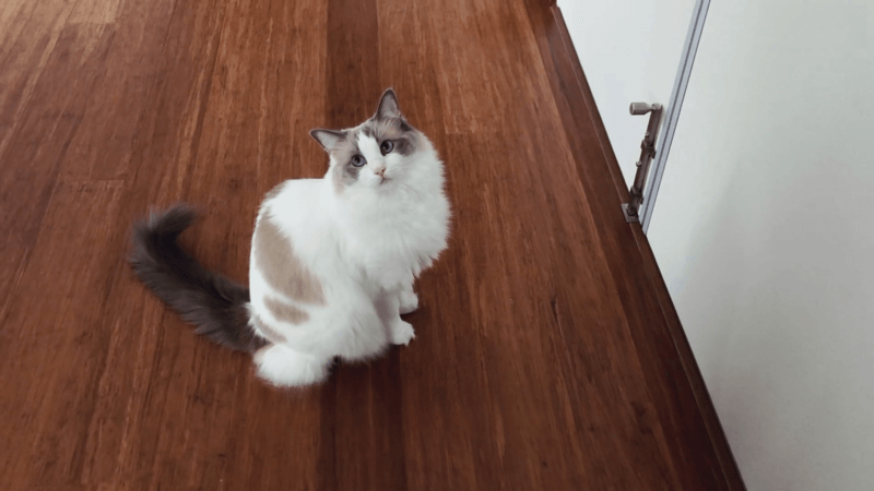 CBD for anxious cats