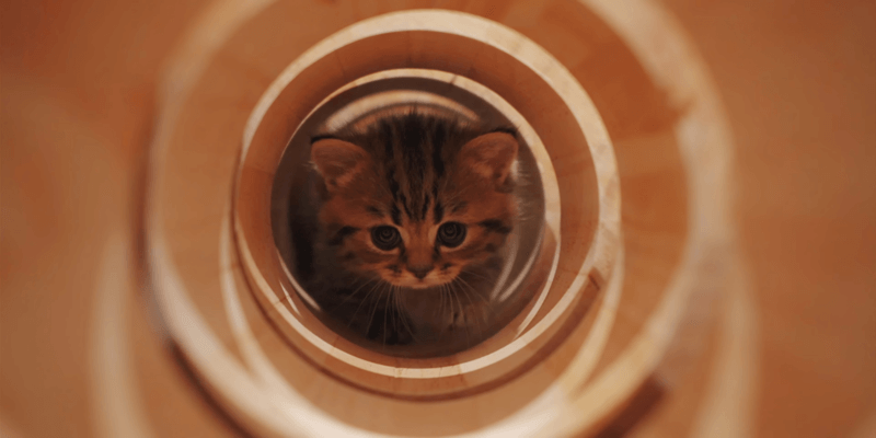 cbd-for-cat-stomach-pain-a-great-touch-for-feline-tummy