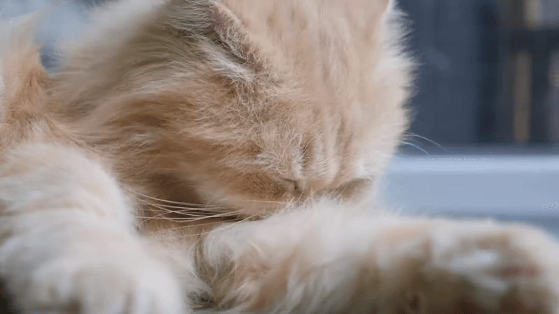 cat have cbd oil for dogs