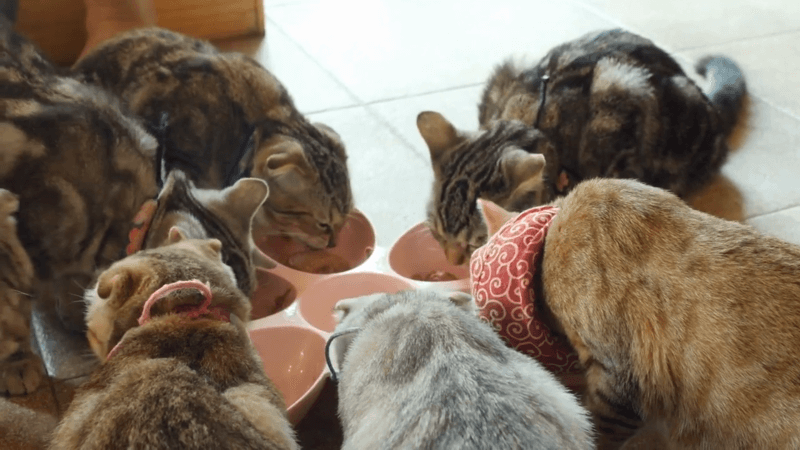 mix cbd oil in cat food