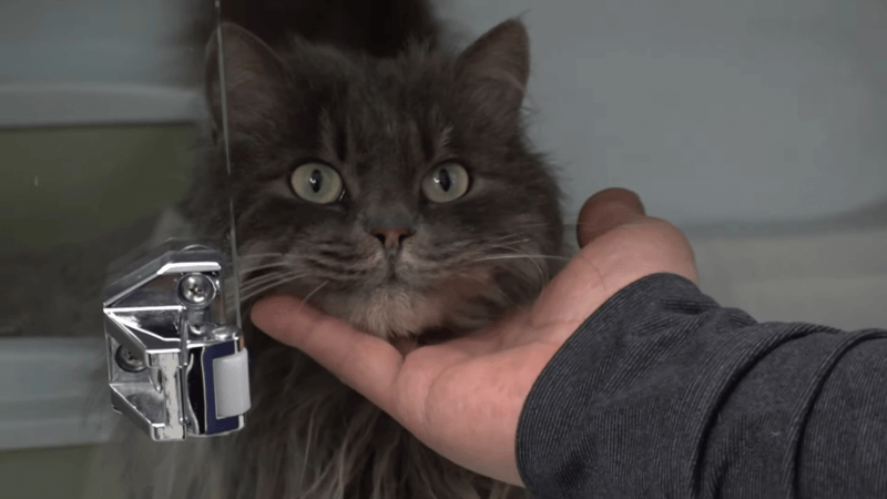 cat with hyperesthesia