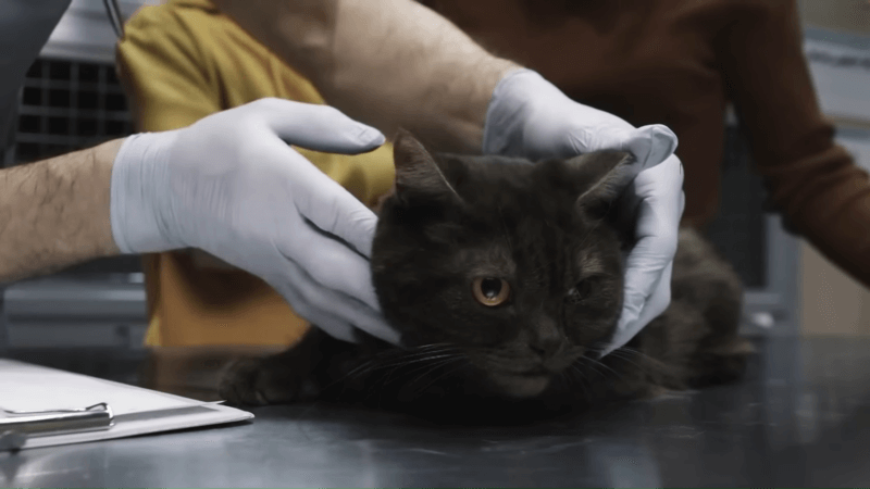 hyperesthesia in cats