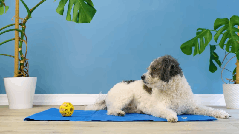 can-cbd-oil-cause-incontinence-in-dogs-safety-insights