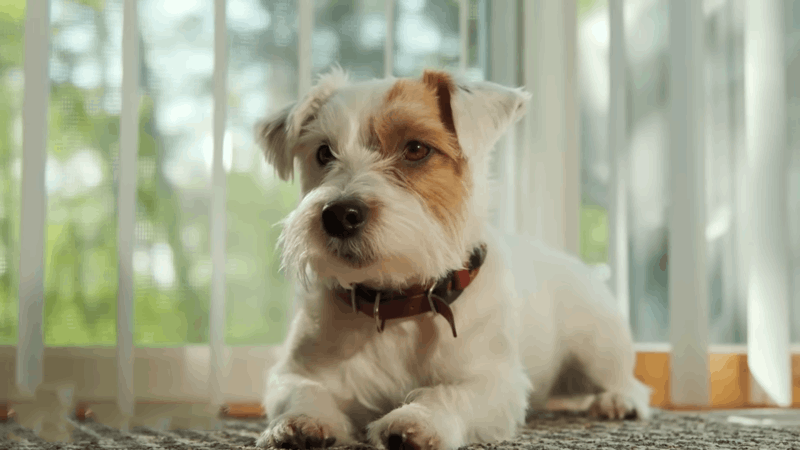 CBD For Reactive Dogs