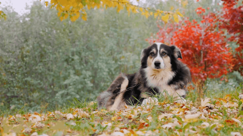 Is hemp or CBD better for dogs