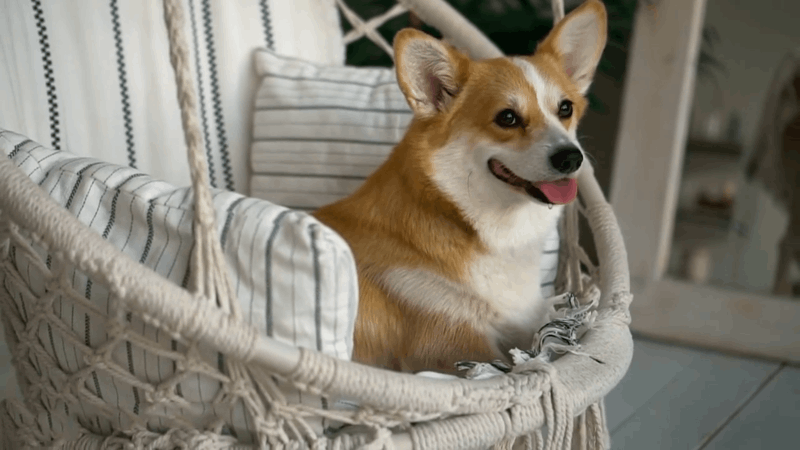 Can Dogs be Allergic to CBD