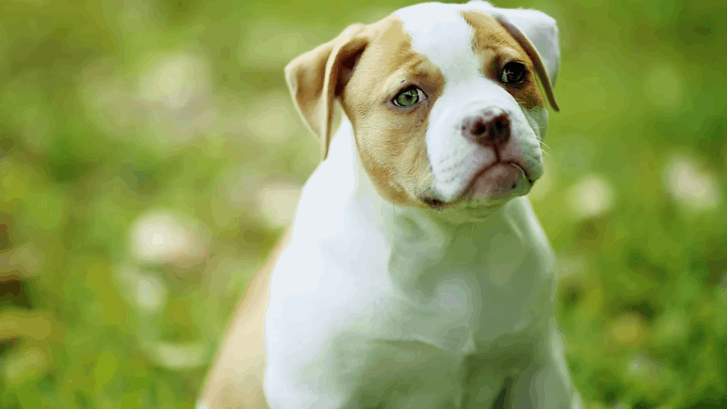 can-cbd-oil-cause-incontinence-in-dogs-safety-insights