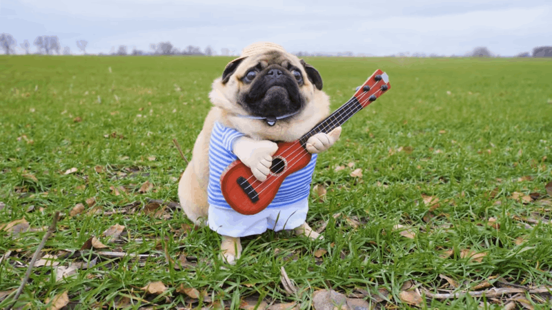 Best CBD For Barking Dogs