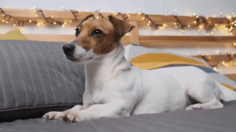 CBD oil for Addison's disease in dogs