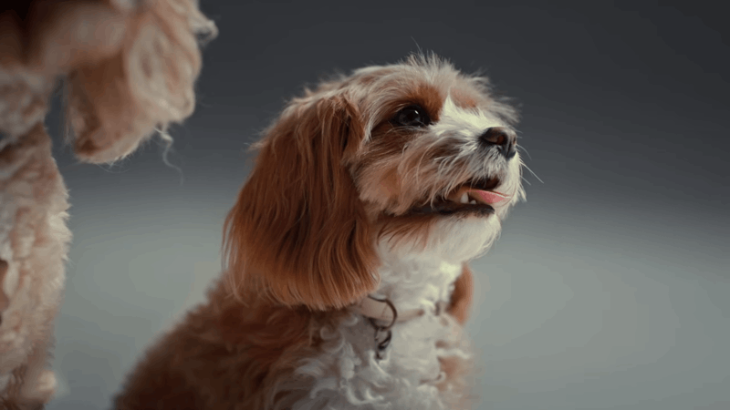 CBD for cataracts In dogs