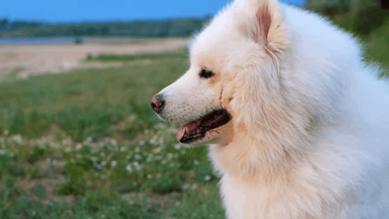 dogs and using CBD or hemp products