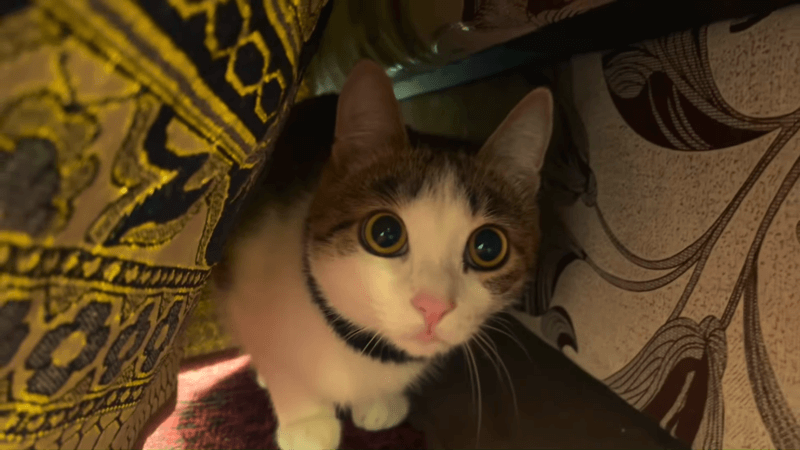 cbd for cat diabetic