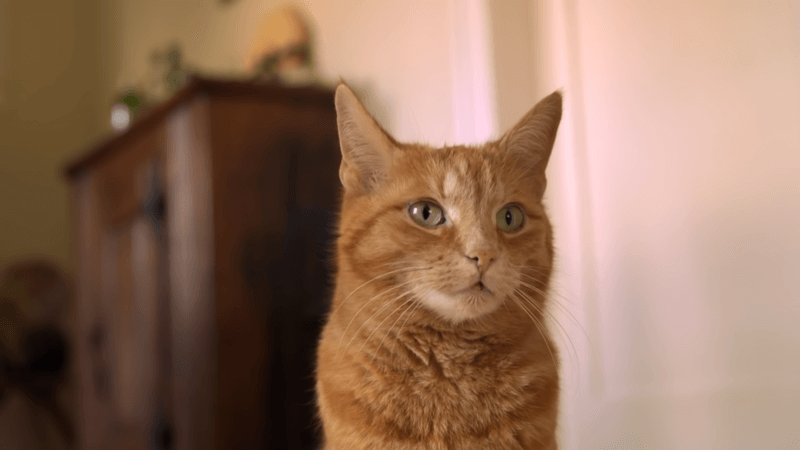 CBD oil help cats with fip