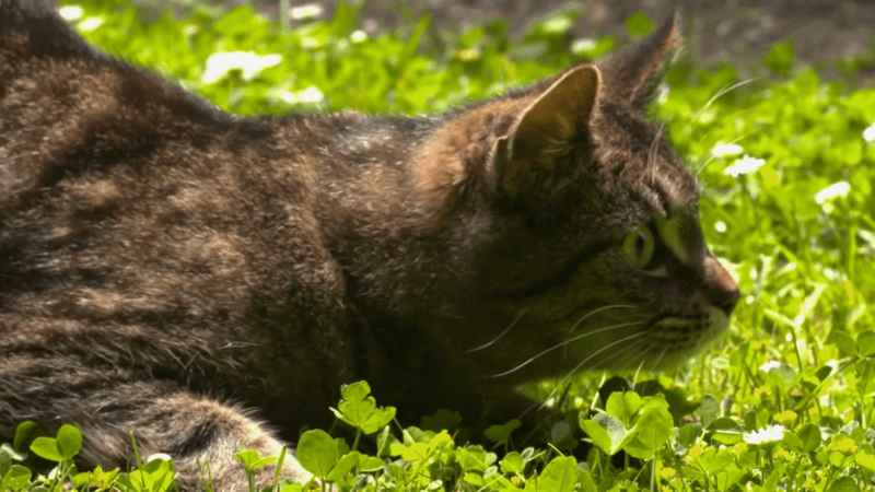 CBD oil for cats