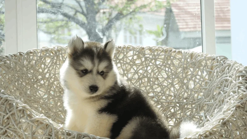 help dogs with separation anxiety