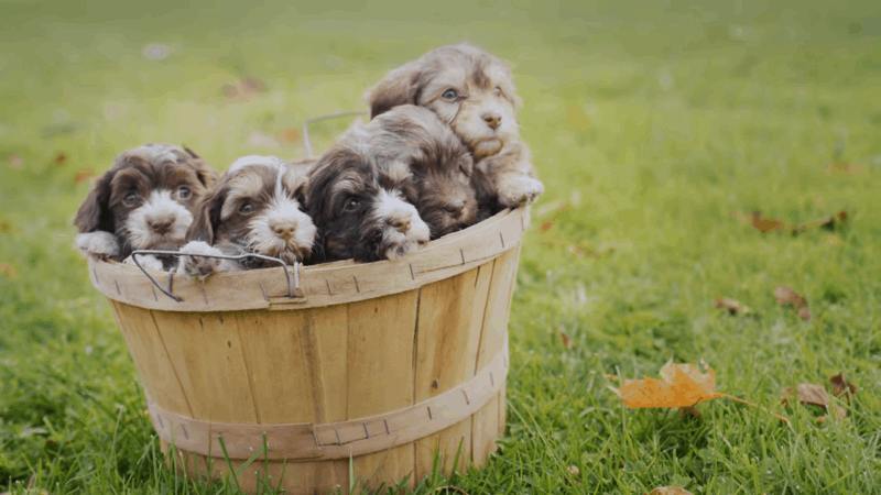 CBD and gabapentin for dogs