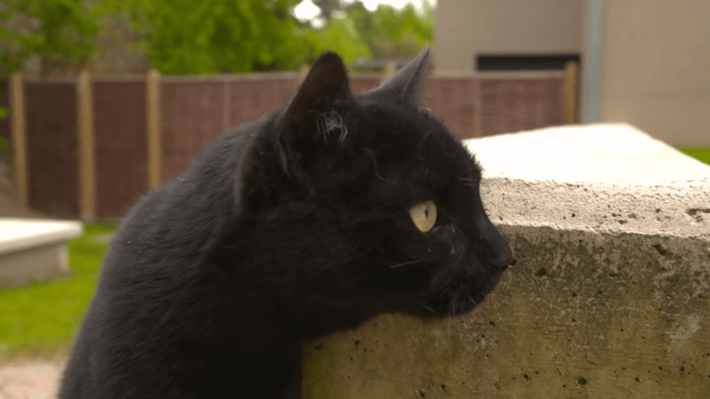 cbd oil for fip in cats