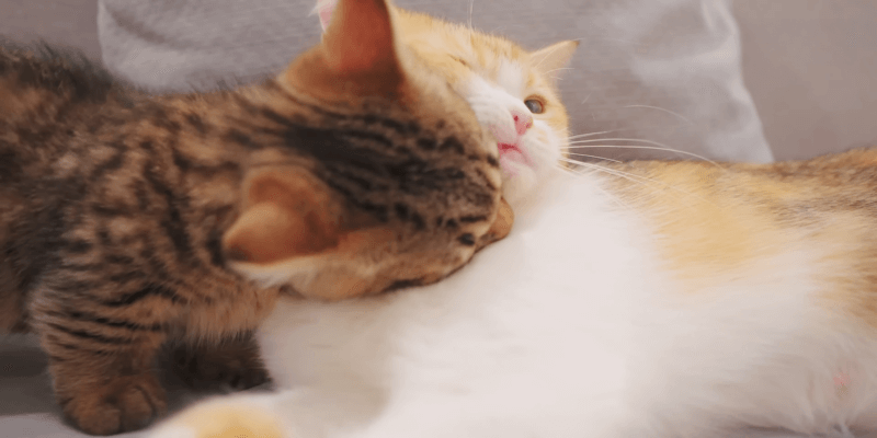 give cbd oil to cat seizures