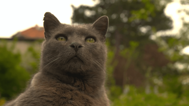 cbd oil for cats with fip