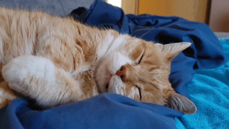 Signs of cat dementia