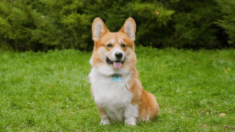 can I giev dogs CBD after surgery