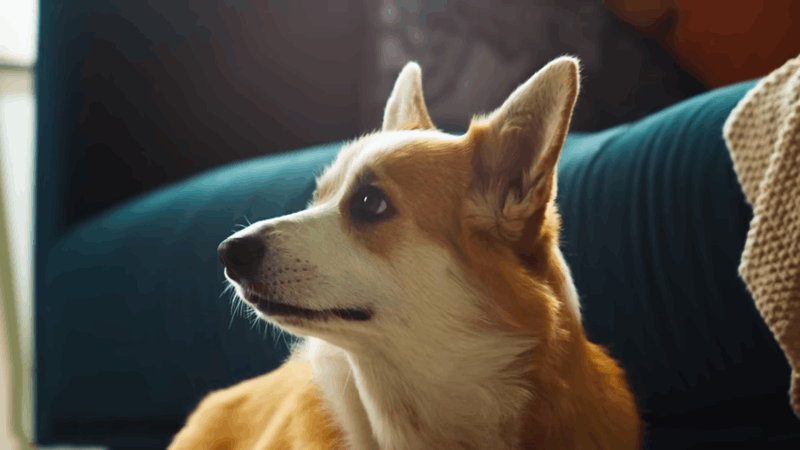 CBD For IBD In Dogs A New Frontier In Pet Health Care cbd-for-ibd-in-dogs-a-new-frontier-in-pet-health-care