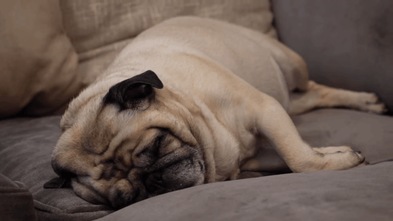 how to help dogs during thunderstorms