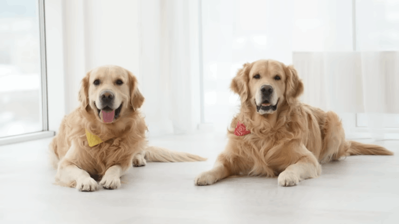 dogs with common diseases