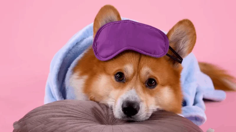 dogs with osteoarthritis condition
