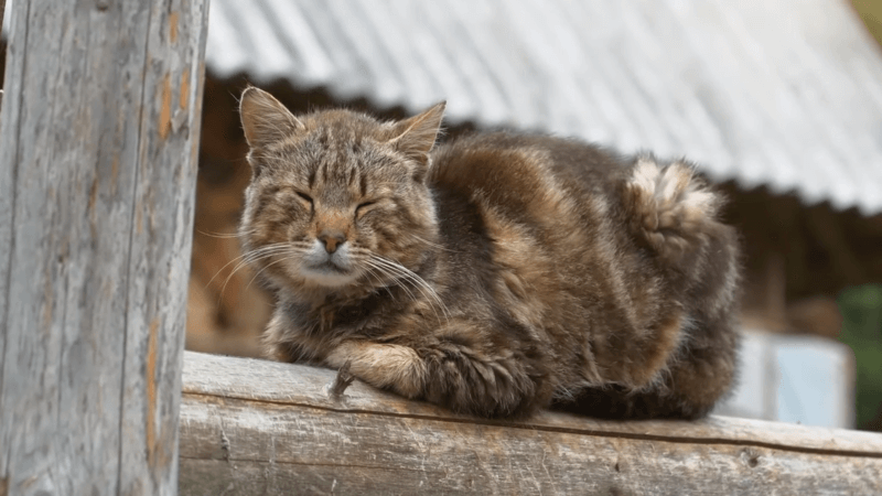 CBD for cat ear infection