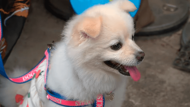 CBD for dogs with heart murmur