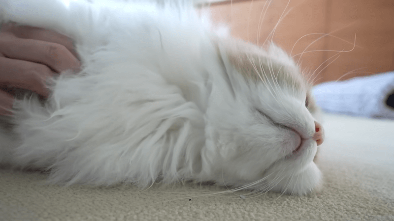 how long does it take for a cat to digest food