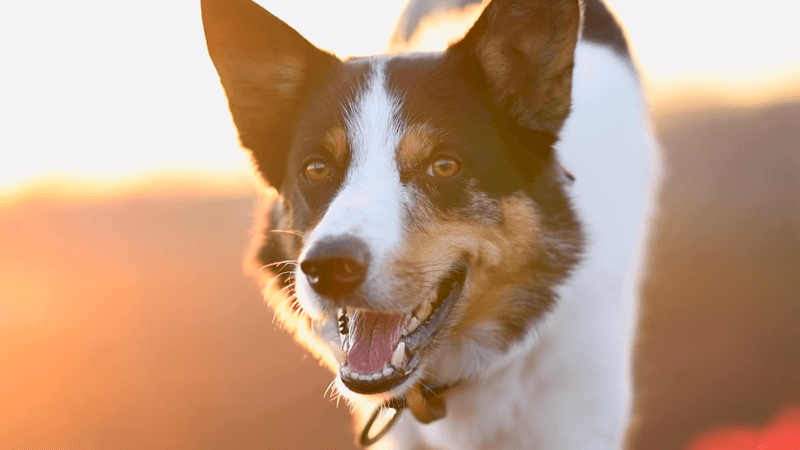 26-ways-to-relieve-your-dog-of-boredom-dog-training-advice-tips