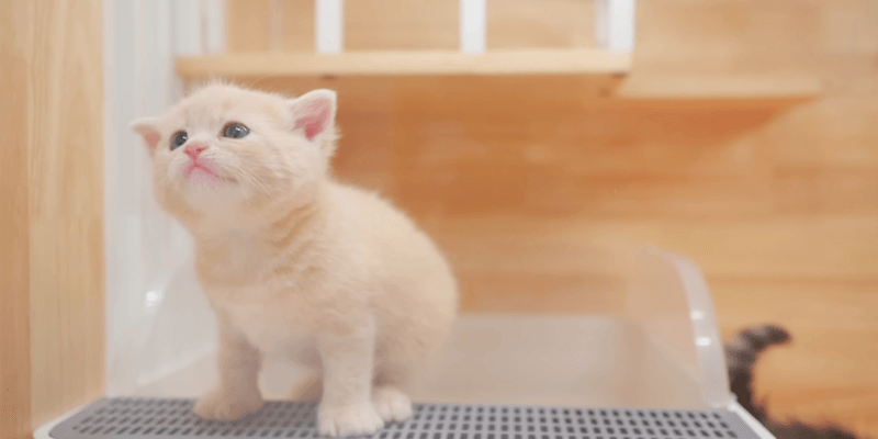 what will cbd oil do for my cat