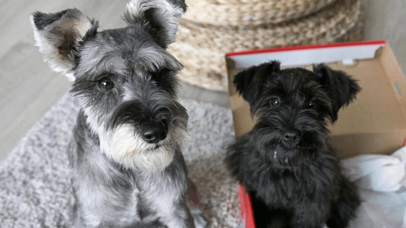why schnauzers are the worst dogs