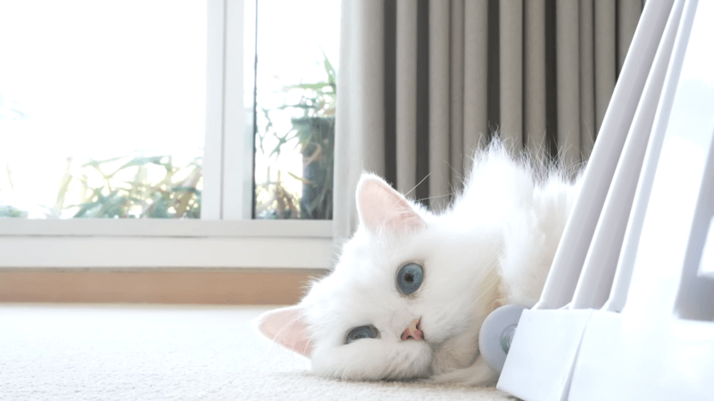 what can cats see that humans cant