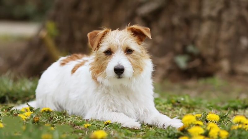 CBD Dog Bones how to help