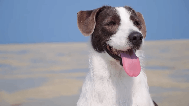 Can Dogs Eat Apricots Fruit