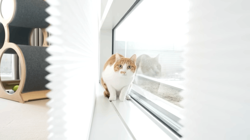 How much CBD is too much for a cat